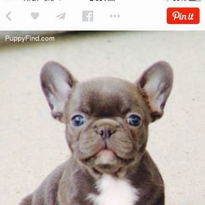 Meet your Posher, Wykina